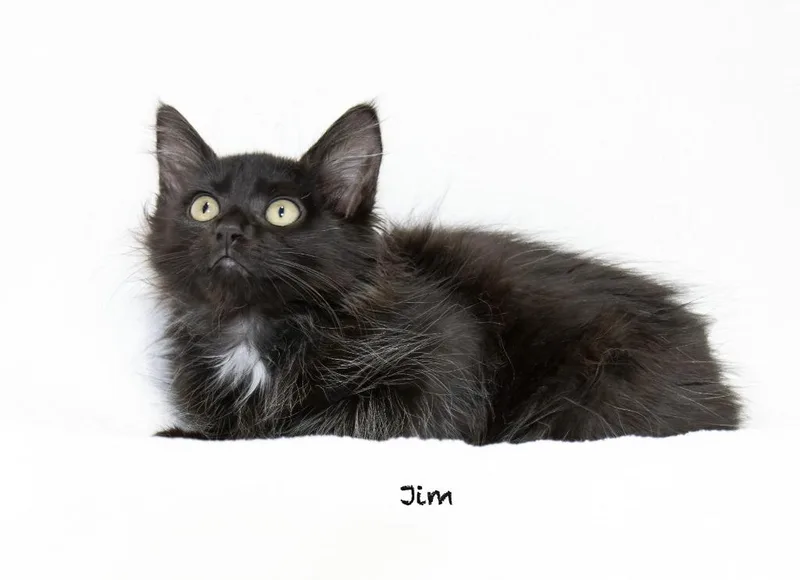 A baby small-sized male Domestic Long Hair cat named Jim for adoption in Hot Springs Village, AR