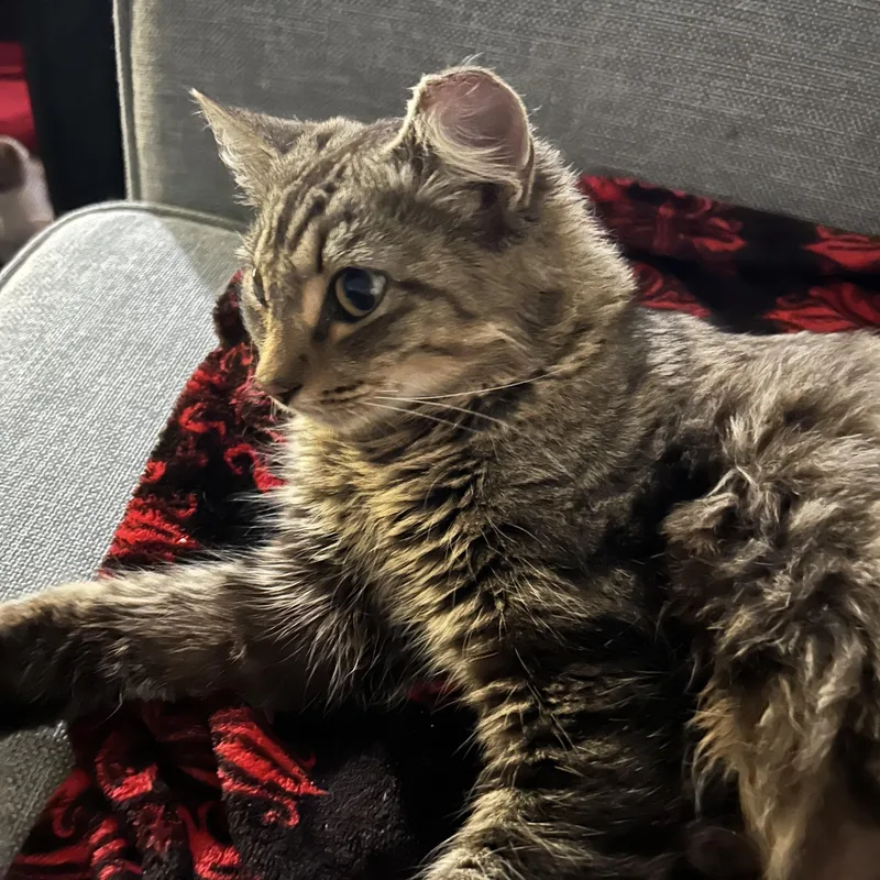 An adult medium-sized female Tabby (Brown / Chocolate) Domestic Short Hair cat named Karen for adoption in Richmond, VA