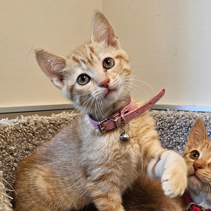 A baby small-sized female Orange / Red Domestic Short Hair cat named Sandstorm for adoption in Sonoma, CA