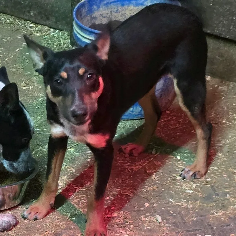 An adult medium-sized male Black Cattle Dog dog named Gunner for adoption in Mooresville, IN