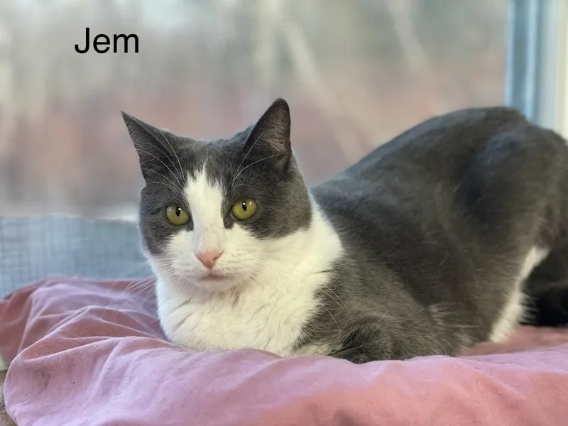 Jem