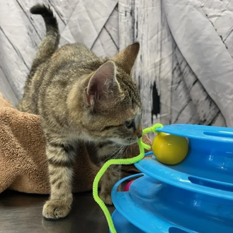 Squirrel thumbnail 2