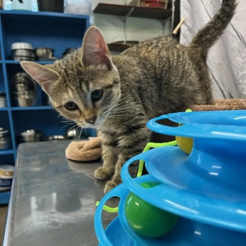 Squirrel thumbnail 3