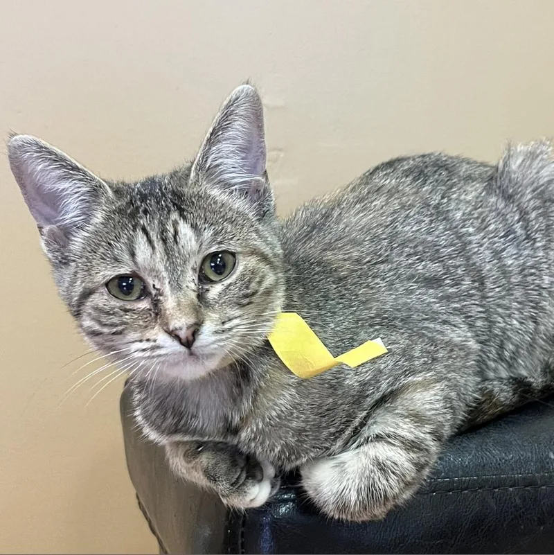 Squirrel thumbnail 4