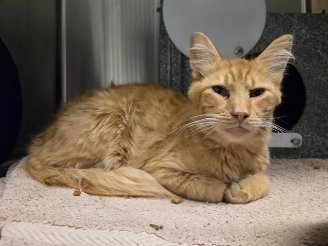 An adult medium-sized male Domestic Medium Hair cat named Aladdin for adoption in Martinez, CA