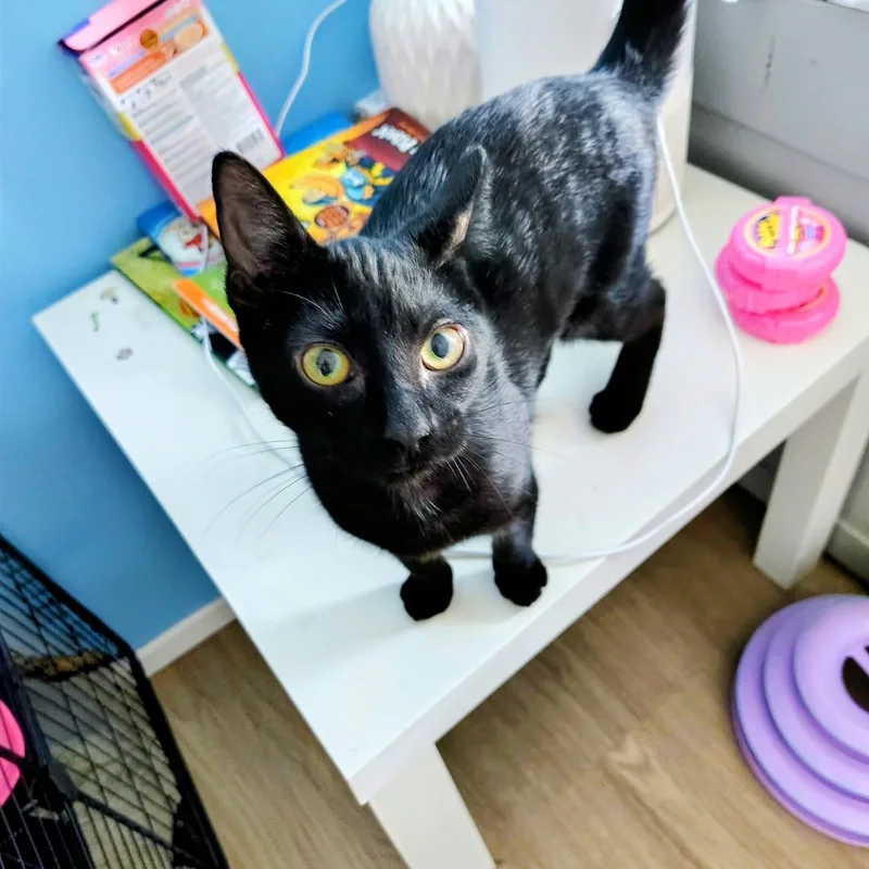 A baby small-sized female Black Domestic Short Hair cat named Minnie Mouse for adoption in Wanaque, NJ
