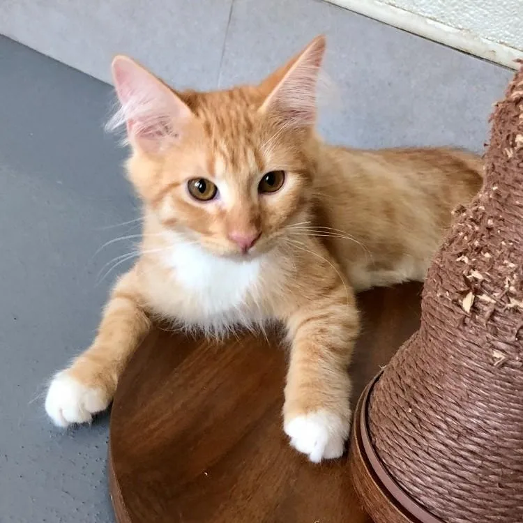 A baby large-sized male Orange & White Domestic Short Hair cat named Cole for adoption in Lodi, CA
