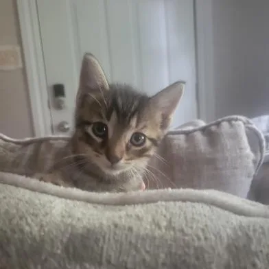 Tigger thumbnail 2