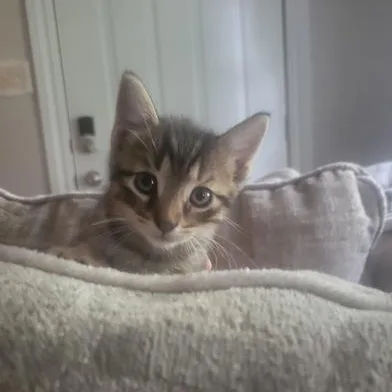Tigger thumbnail 6