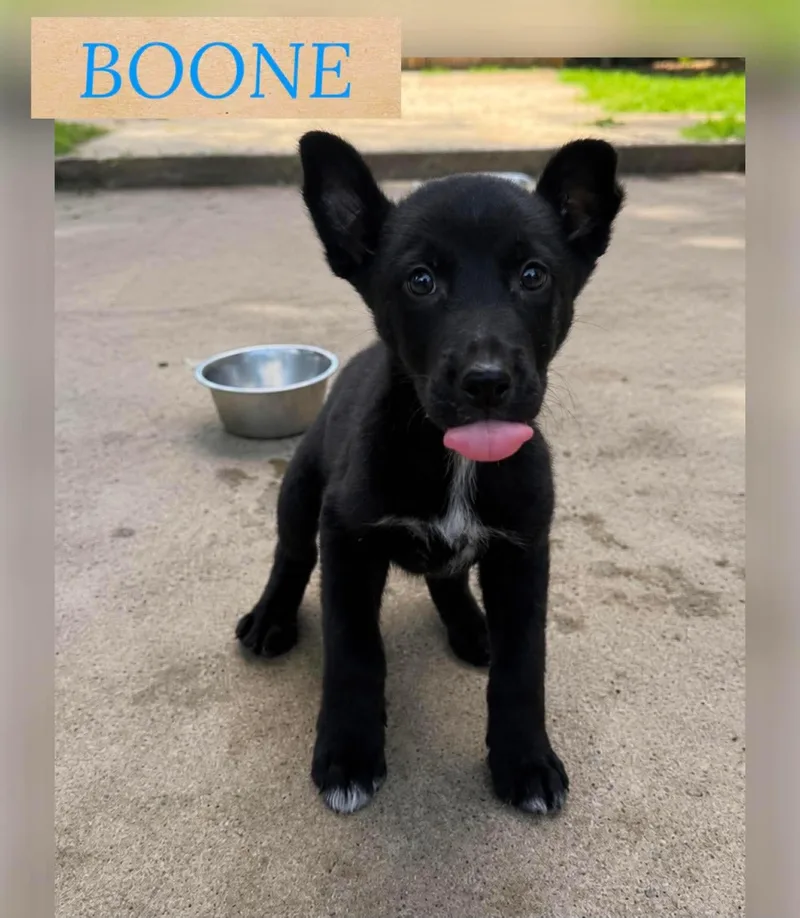 A baby medium-sized male German Shepherd Dog dog named Boone for adoption in Holbrook, NY