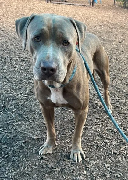 An adult large-sized male Mixed Breed dog named Harlowton for adoption in Chamblee, GA