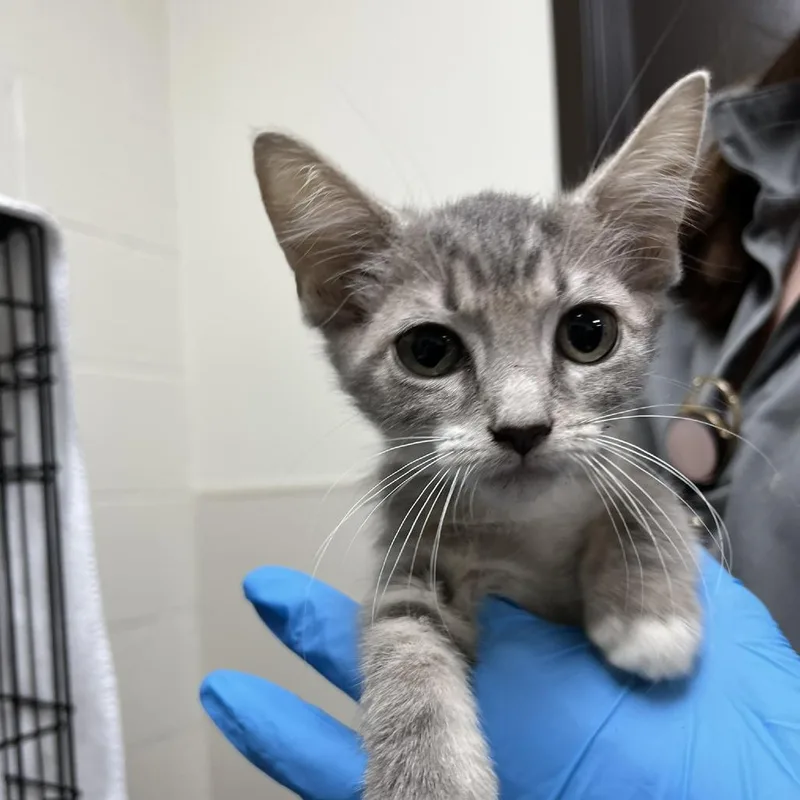 A baby small-sized female Gray / Blue / Silver Domestic Short Hair cat named Smokey for adoption in Harrisonburg, VA