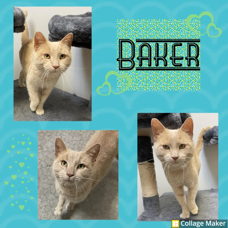 An adult medium-sized male Domestic Short Hair cat named Baker for adoption in Clearfield, PA
