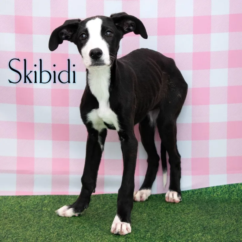 A baby small-sized female Black Great Dane dog named Skibidi for adoption in Parkersburg, WV