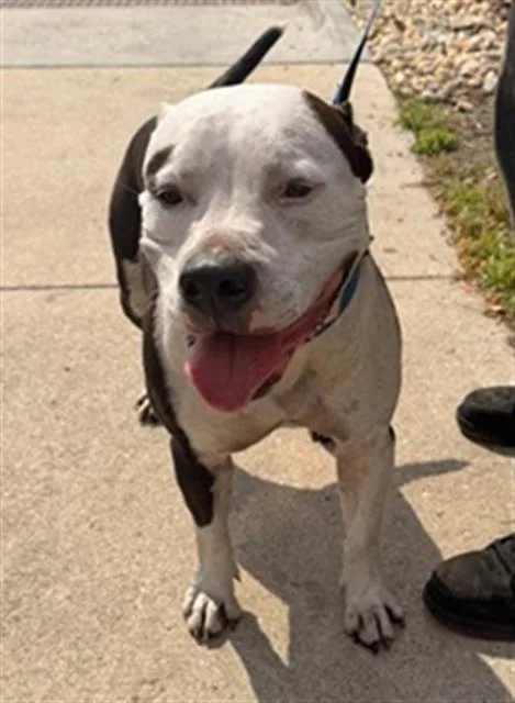 An adult large-sized male Mixed Breed dog named Chancho for adoption in Jacksonville, FL