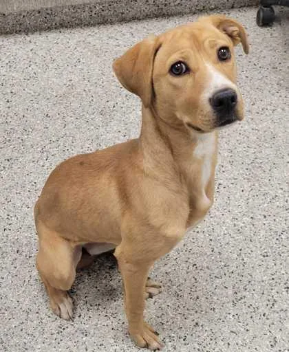A baby large-sized female Yellow / Tan / Blond / Fawn Mixed Breed dog named Covergirl for adoption in Kansas City, MO