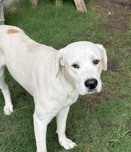 An adult large-sized male Pit Bull Terrier dog named Frankie for adoption in Tulsa, OK