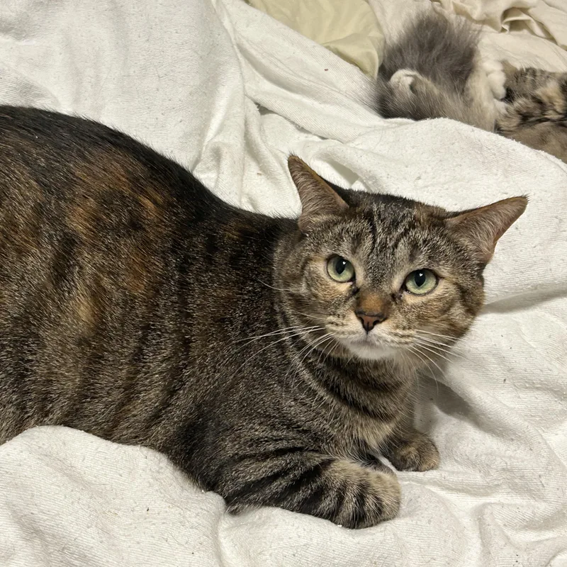 Skittles thumbnail 2