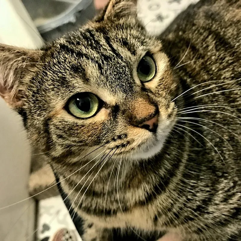 Skittles thumbnail 3