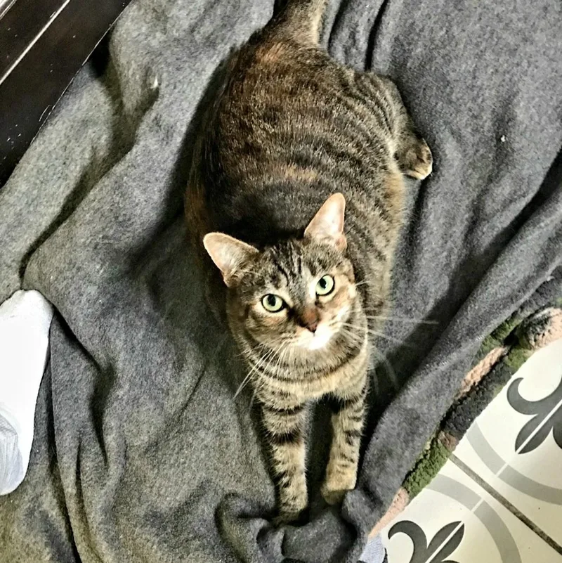 Skittles thumbnail 4