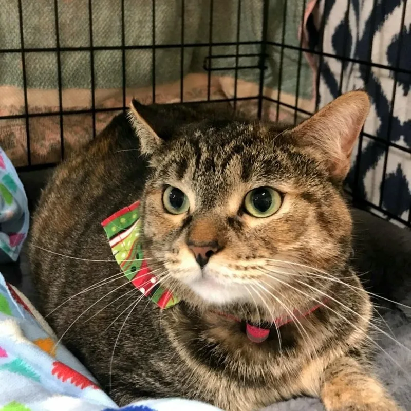 Skittles thumbnail 5