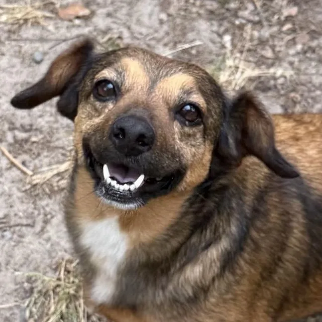 An adult medium-sized female Corgi dog named Baby for adoption in Douglas, GA