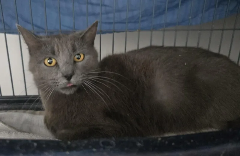 An adult medium-sized female Domestic Short Hair cat named Opaline for adoption in Dickson, TN