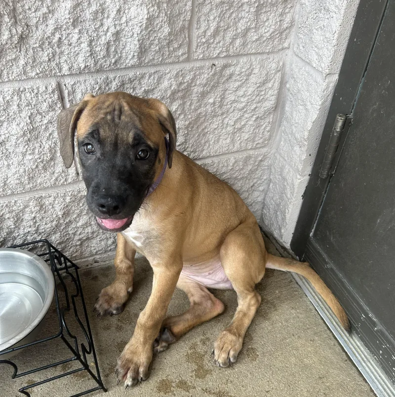 A baby large-sized female Tricolor (Brown, Black, & White) Mastiff dog named Purple for adoption in Siloam Springs, AR