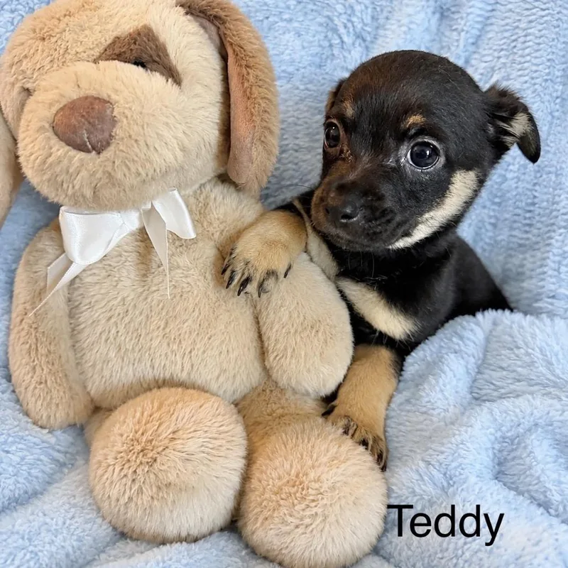 Teddy thumbnail 2