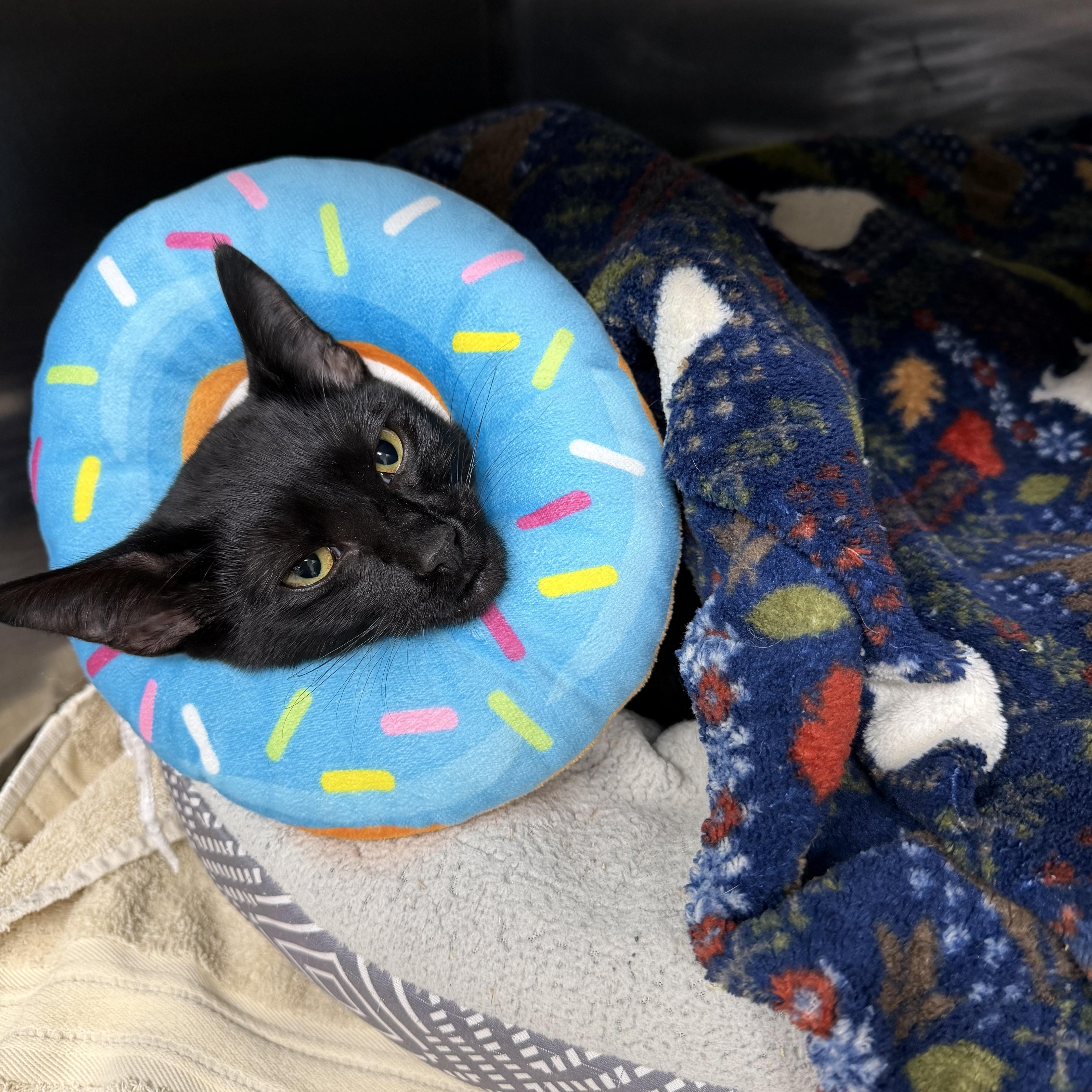 A baby medium-sized male Black Oriental Short Hair cat named Poet for adoption in Kent, WA