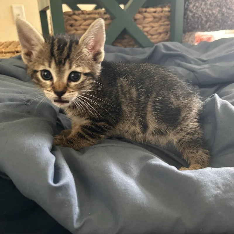 A baby small-sized female Brown / Chocolate Domestic Short Hair cat named Indie Rock Music for adoption in Austin, TX