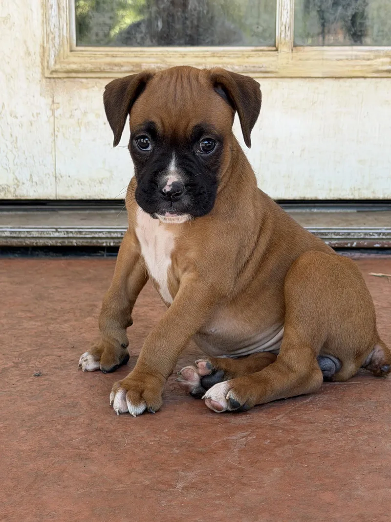 A baby large-sized female Boxer dog named Mille for adoption in Capistrano Beach, CA