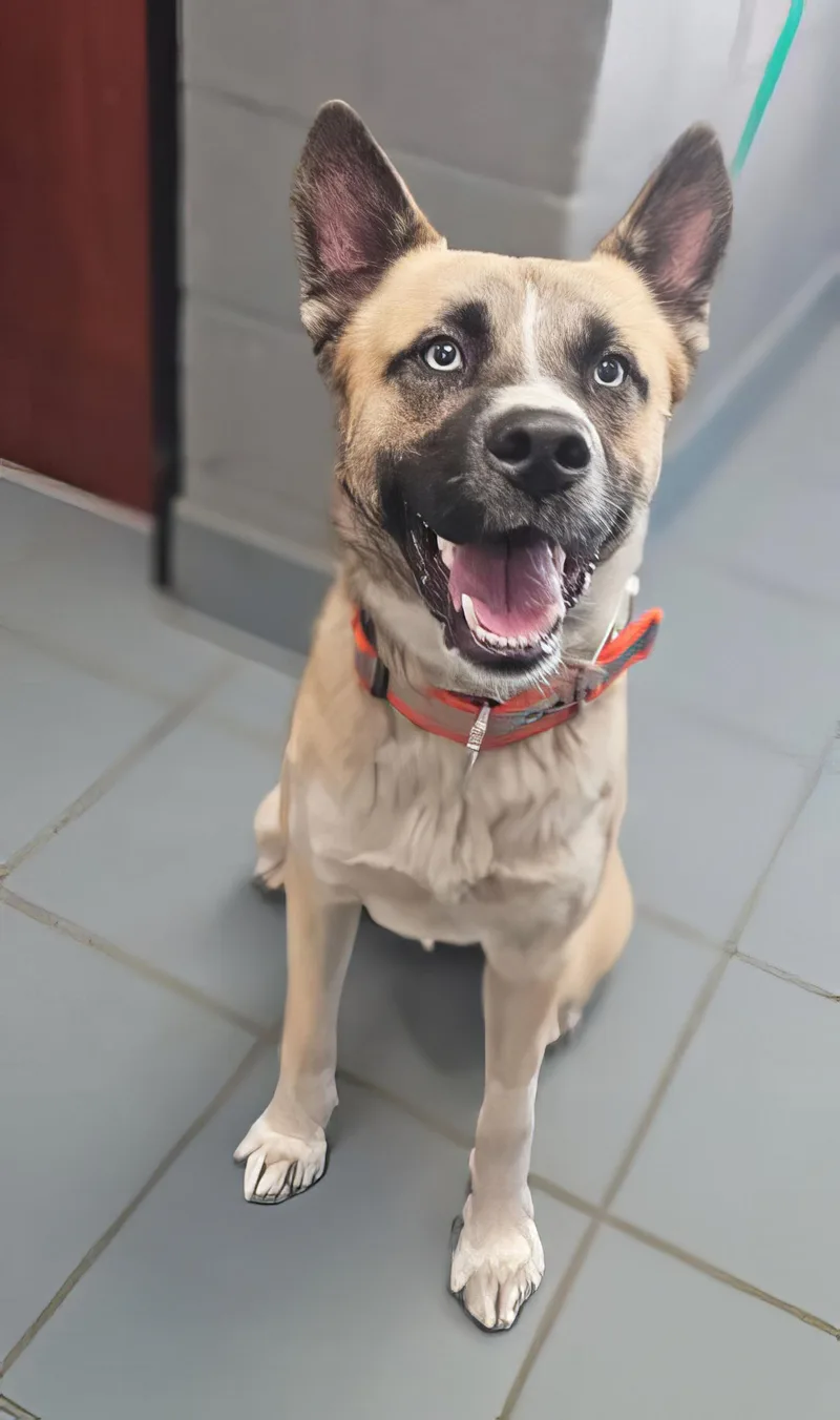 A young medium-sized male Yellow / Tan / Blond / Fawn Mixed Breed dog named Gumbo for adoption in Nashville, TN