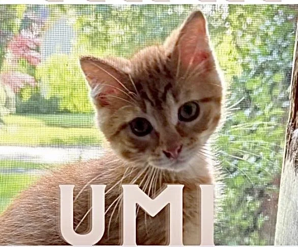 A baby medium-sized male Tabby (Orange / Red) Domestic Short Hair cat named Umi for adoption in Allegan, MI