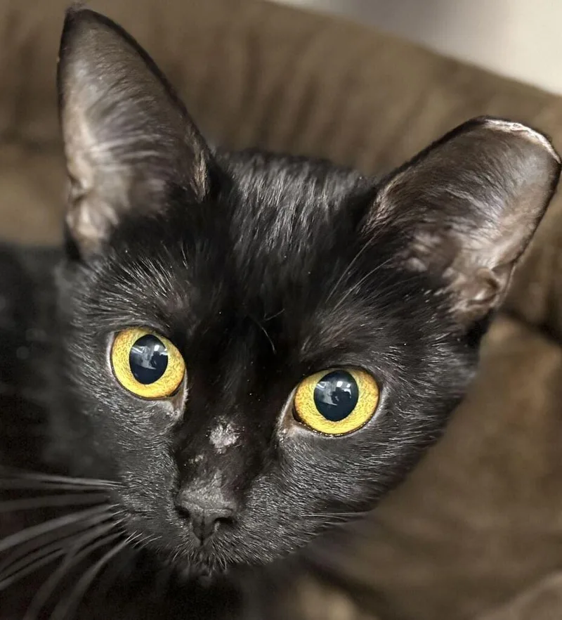 A young medium-sized female Domestic Short Hair cat named Belt for adoption in Jackson, MI