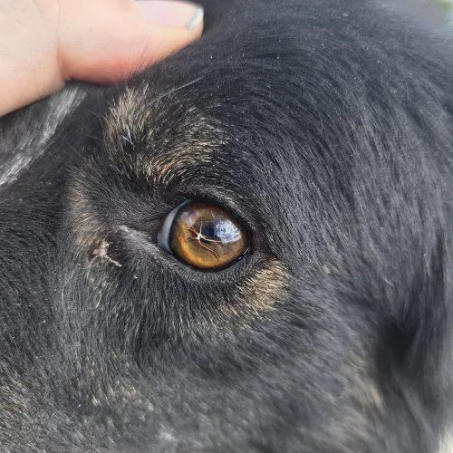 An adult medium-sized male Tricolor (Brown, Black, & White) Border Collie dog named Rango for adoption in Grand Junction, CO