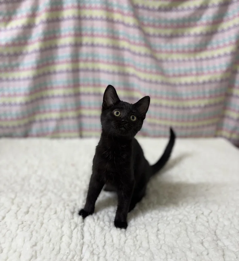 A young medium-sized female Black Domestic Short Hair cat named Stella for adoption in Upper Sandusky, OH