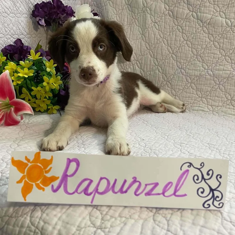 A baby small-sized female Brown / Chocolate Australian Shepherd dog named Rapunzel for adoption in Boerne, TX
