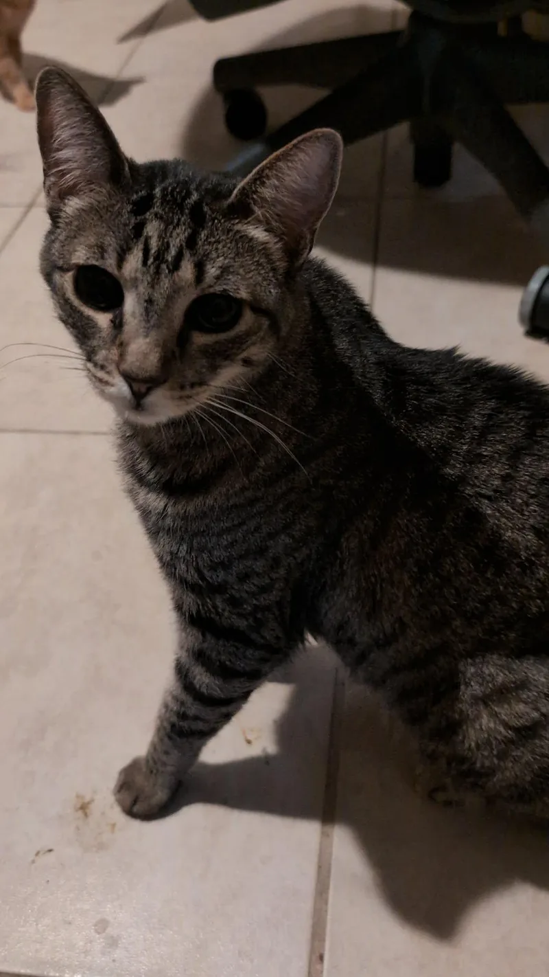 A young medium-sized female Domestic Short Hair cat named Lady for adoption in Glendale, AZ