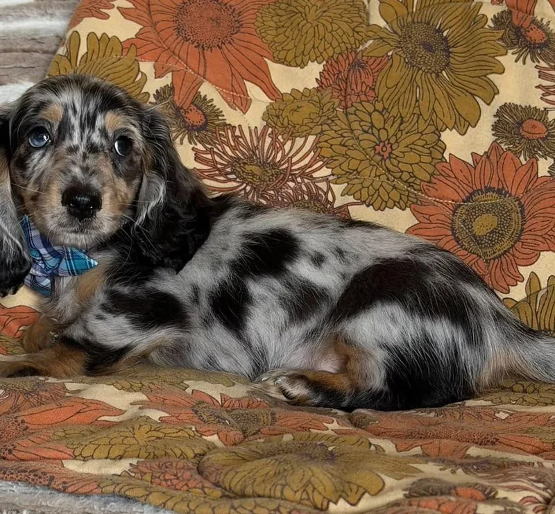 A young small-sized male Dachshund dog named Lux for adoption in Blessing, TX