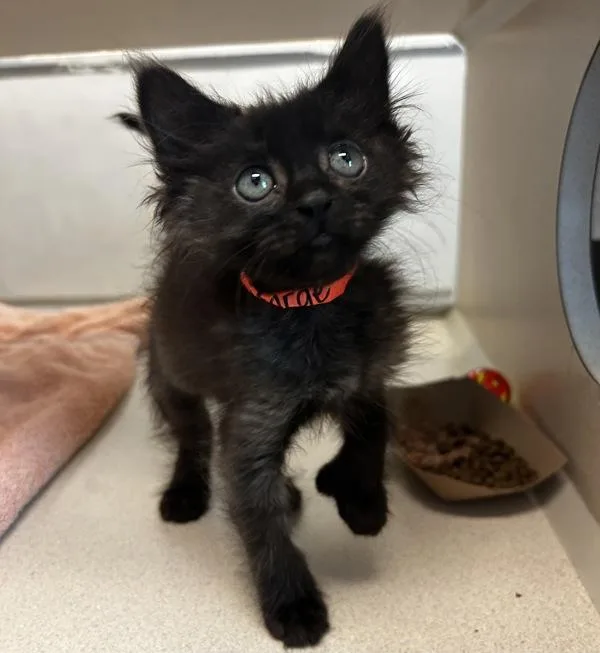 A baby small-sized female Domestic Medium Hair cat named Marge for adoption in Oakland, CA