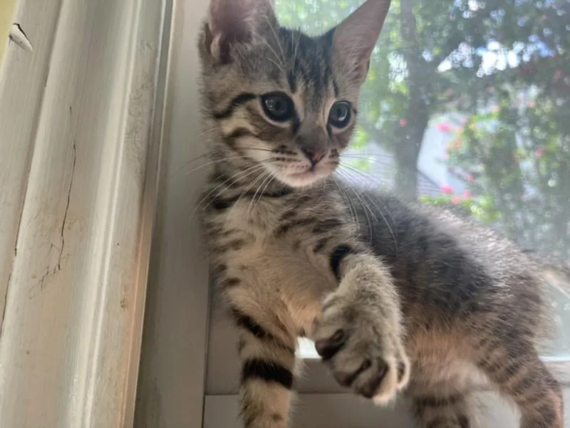 A baby small-sized male American Shorthair cat named Leif for adoption in Houston, TX