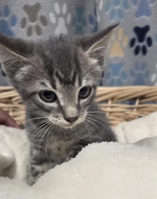 A baby small-sized male Domestic Short Hair cat named Havoc for adoption in Rosenberg, TX
