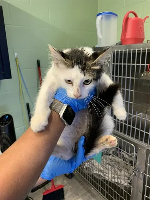 A baby small-sized male Domestic Medium Hair cat named Goofy for adoption in Grand Prairie, TX
