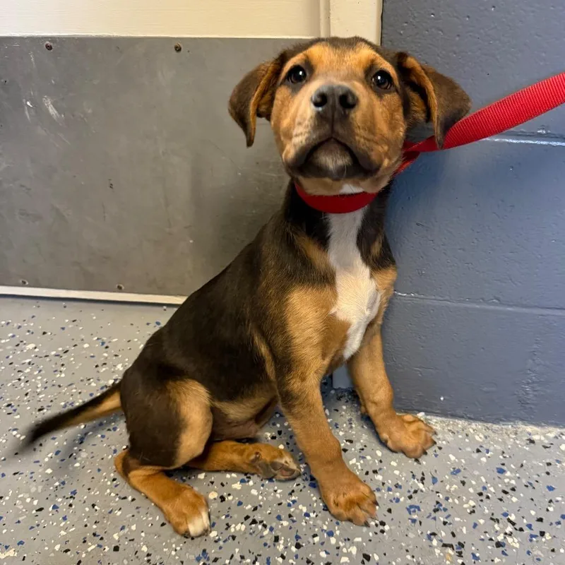 A baby medium-sized male Black Hound dog named Tuscstray for adoption in Tuscaloosa, AL