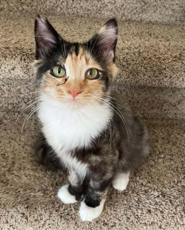 A baby medium-sized female Calico cat named Taco for adoption in Anchorage, AK