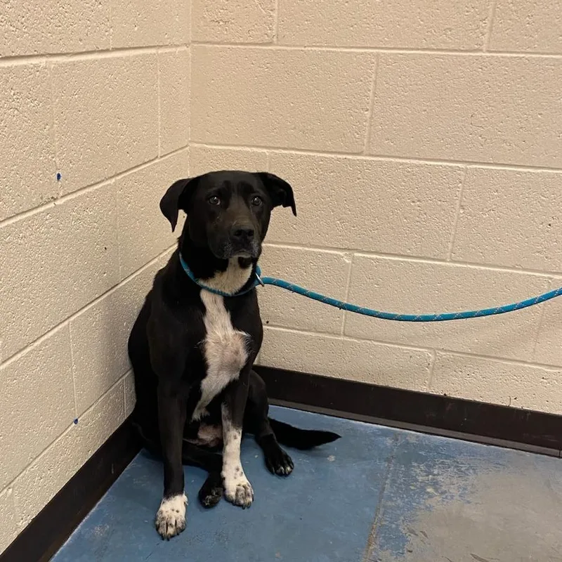 A senior medium-sized female Black Mixed Breed dog named Chloe for adoption in Memphis, TN