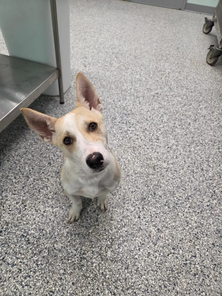 A baby medium-sized female Terrier dog named Patience for adoption in Athens, TN