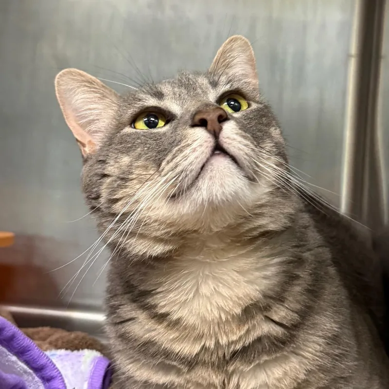 An adult small-sized male Gray / Blue / Silver Domestic Short Hair cat named Monty for adoption in Lauderhill, FL