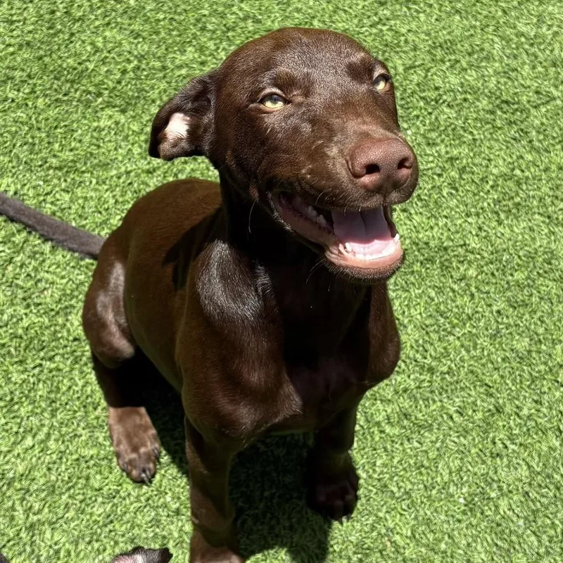 A baby medium-sized male Black Doberman Pinscher dog named Cairo for adoption in LOXAHATCHEE, FL